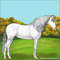 Horse Color:Black Ice Sabino Splash Appaloosa