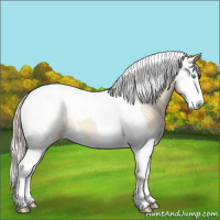 Horse Color:Perlino Splash Tobiano Appaloosa
