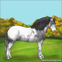 Horse Color:Black Ice Sabino Snowcap 