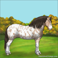 Horse Color:Bay Ice Sabino Appaloosa 