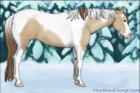 Horse Color:Grullo Pearl Splash Tobiano 