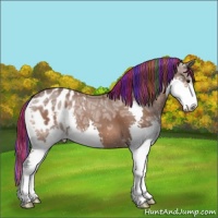 Horse Color:Painted Bay Ice Splash Appaloosa 
