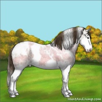 Horse Color:White Spotted Smoky Grullo Ice Splash Appaloosa