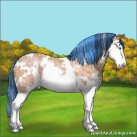 Horse Color:Painted White Spotted Bay Ice Sabino Splash Appaloosa