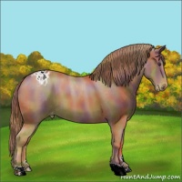Horse Color:Nacre Chestnut Appaloosa 