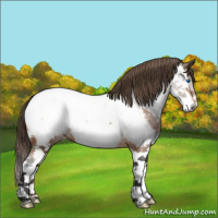 Horse Color:Bay Splash Appaloosa