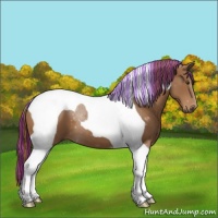 Horse Color:Painted Chestnut Tobiano 