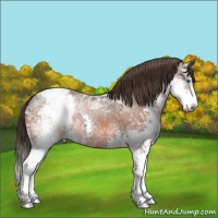 Horse Color:Bay Ice Sabino Splash Appaloosa
