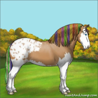 Horse Color:Painted Chestnut Splash Appaloosa 