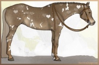 Horse Color:White Spotted Chocolate Palomino