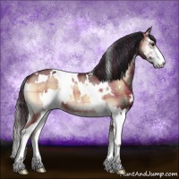 Horse Color:Plaid  White Spotted Bay Onyx Sabino 