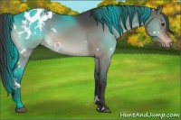 Horse Color:White Spotted Bay Dun Appaloosa