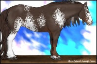 Horse Color:White Spotted Liver Chestnut 