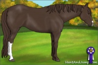 Horse Color:Liver Chestnut 
