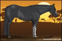 Horse Color:Black  and Black Rabicano 