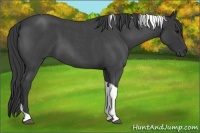 Horse Color:Blue Roan Tobiano 