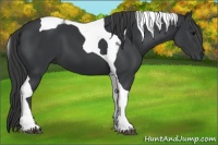 Horse Color:Black Tobiano 