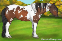 Horse Color:White Spotted Bay Tobiano