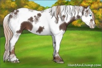 Horse Color:Liver Chestnut Splash Tobiano