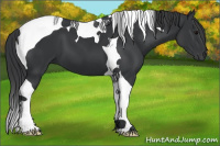 Horse Color:Black Tobiano