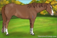 Horse Color:Chestnut Splash 