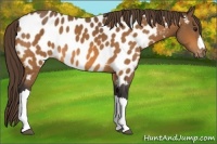 Horse Color:Buckskin Appaloosa 