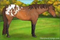 Horse Color:Buckskin Appaloosa