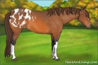 Horse Color:Buckskin Blanket 