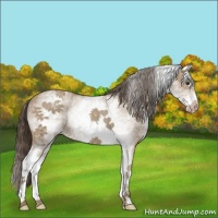 Horse Color:White Spotted Classic Champagne 
