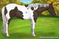 Horse Color:Gray Silver Smoky Black Tobiano