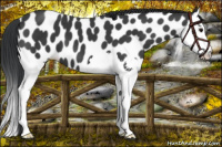 Horse Color:Black Splash Appaloosa 