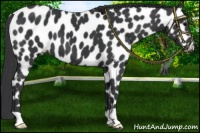 Horse Color:Black Appaloosa 
