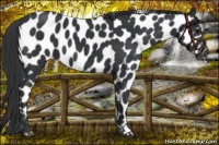 Horse Color:Black Appaloosa 