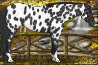 Horse Color:Black Near Leopard 