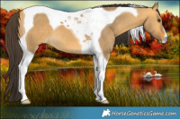 Horse Color:Buckskin Dun Tobiano 
