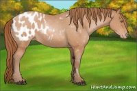 Horse Color:Bay Pearl Appaloosa 