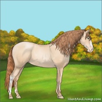 Horse Color:Classic Champagne Pearl Appaloosa 