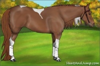 Horse Color:Chestnut Sabino Tobiano 