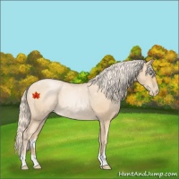 Horse Color:Gold Champagne Roan Pearl 