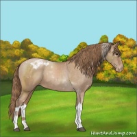 Horse Color:Black Pearl Appaloosa 