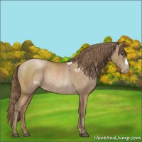Horse Color:Black Pearl Rabicano 