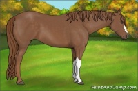 Horse Color:Chestnut 