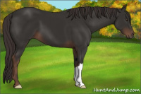 Horse Color:Liver Chestnut 