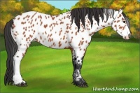 Horse Color:Bay Appaloosa 