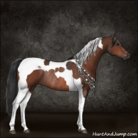 Horse Color:Bay Tobiano Rabicano 