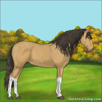 Horse Color:Buckskin 