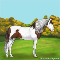 Horse Color:Liver Chestnut Splash Tobiano 