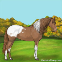 Horse Color:White Spotted Chestnut Tobiano Appaloosa 