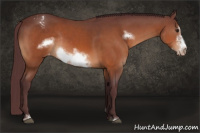Horse Color:Chocolate Brown Sabino Frame Appaloosa Rabicano 