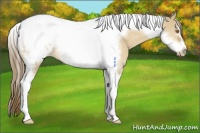 Horse Color:Buckskin Dun Tobiano Frame Blanket 